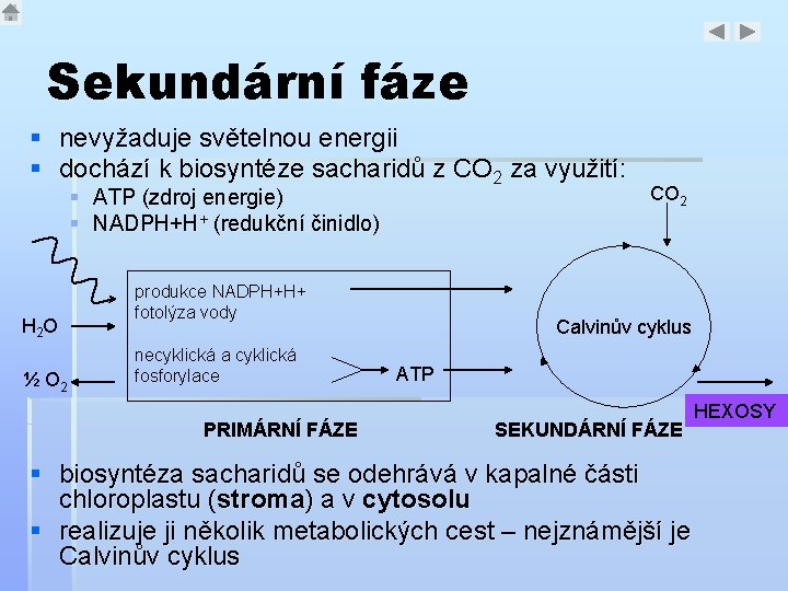 Sekundární fáze § nevyžaduje světelnou energii § dochází k biosyntéze sacharidů z CO 2