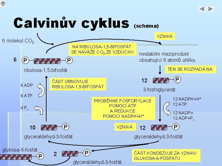 Calvinův cyklus (schéma) VZNIKÁ 6 molekul CO 2 NA RIBULOSA-1, 5 -BIFOSFÁT SE NAVÁŽE