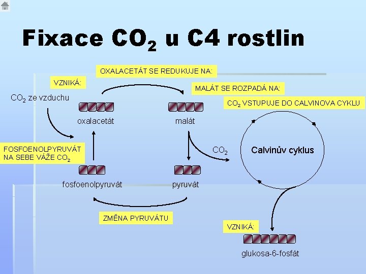 Fixace CO 2 u C 4 rostlin OXALACETÁT SE REDUKUJE NA: VZNIKÁ: MALÁT SE