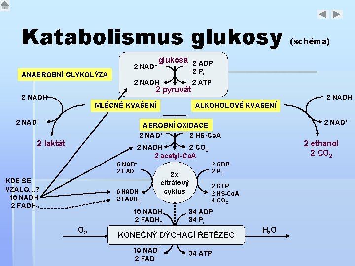 Katabolismus glukosy 2 NAD+ glukosa 2 ADP 2 Pi ANAEROBNÍ GLYKOLÝZA 2 NADH 2