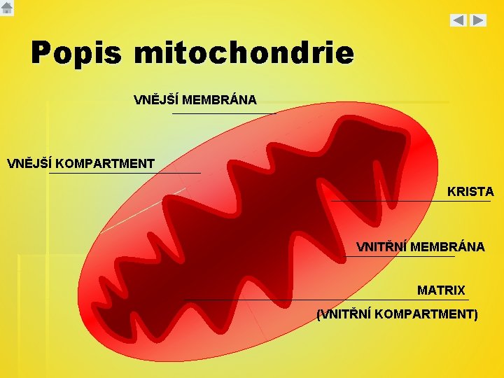 Popis mitochondrie VNĚJŠÍ MEMBRÁNA VNĚJŠÍ KOMPARTMENT KRISTA VNITŘNÍ MEMBRÁNA MATRIX (VNITŘNÍ KOMPARTMENT) 