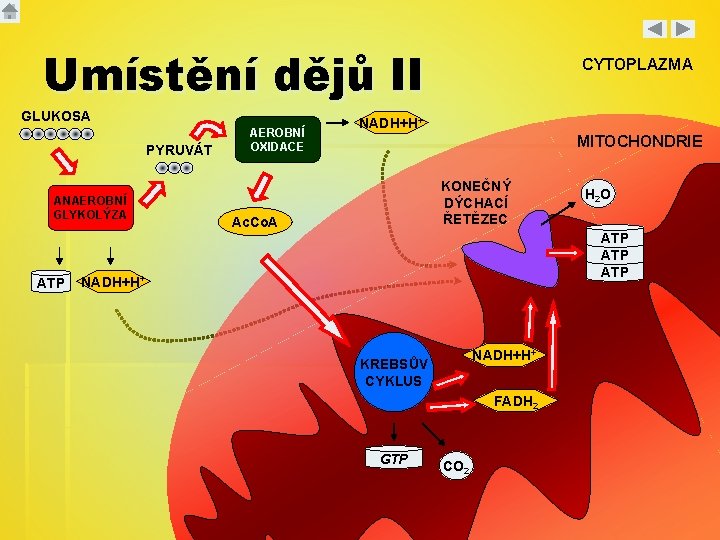 Umístění dějů II GLUKOSA PYRUVÁT ANAEROBNÍ GLYKOLÝZA ATP AEROBNÍ OXIDACE CYTOPLAZMA NADH+H+ MITOCHONDRIE KONEČNÝ