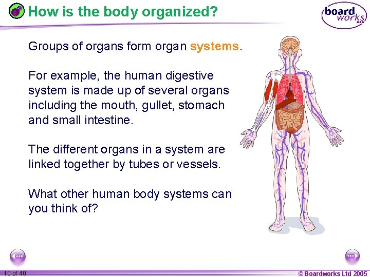 How is the body organized? Groups of organs form organ systems. For example, the