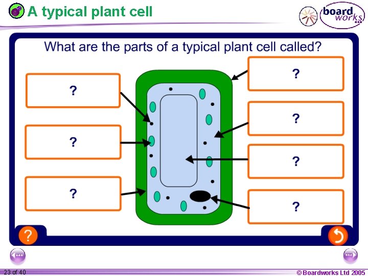 A typical plant cell 1 23 ofof 20 40 © Boardworks Ltd 2005 2004