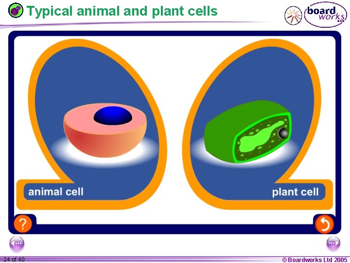 Typical animal and plant cells 1 24 ofof 20 40 © Boardworks Ltd 2005