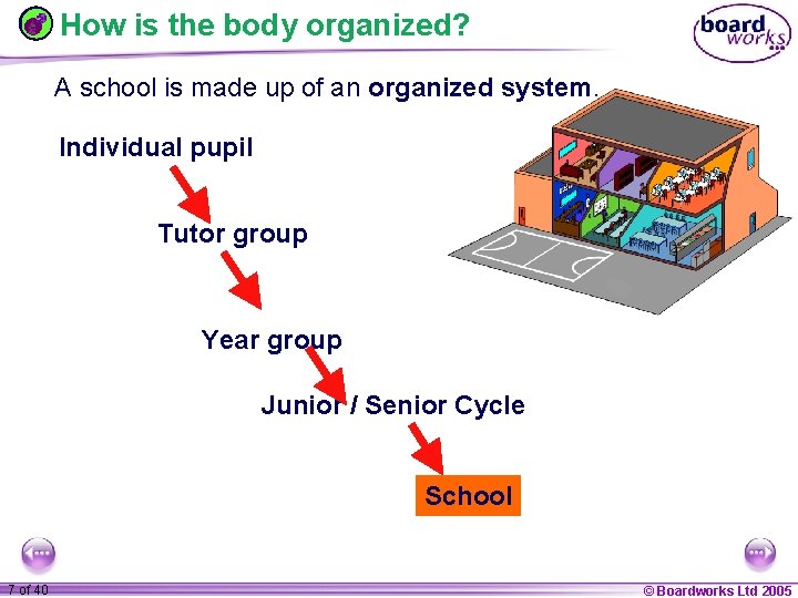 How is the body organized? A school is made up of an organized system.