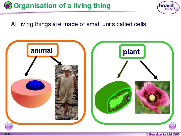 Organisation of a living thing All living things are made of small units called