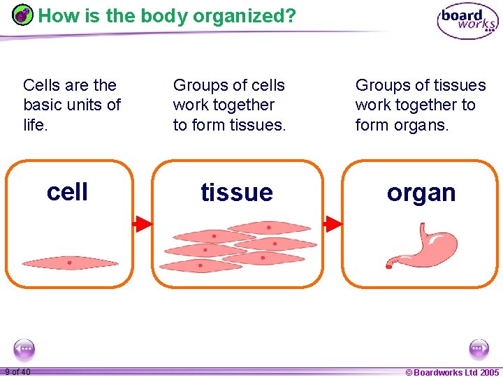 How is the body organized? Cells are the basic units of life. cell 1