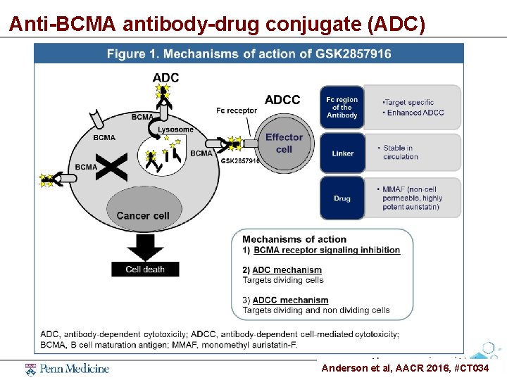 Anti-BCMA antibody-drug conjugate (ADC) Anderson et al, AACR 2016, #CT 034 