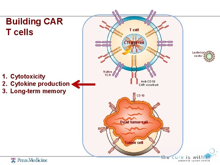 Building CAR T cells T cell CTL 019 cell Lentiviral vector 1. Cytotoxicity 2.