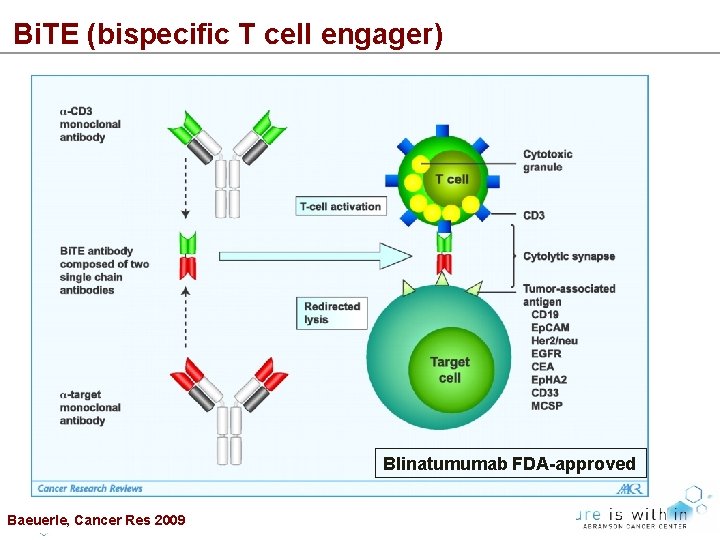 Bi. TE (bispecific T cell engager) Blinatumumab FDA-approved Baeuerle, Cancer Res 2009 