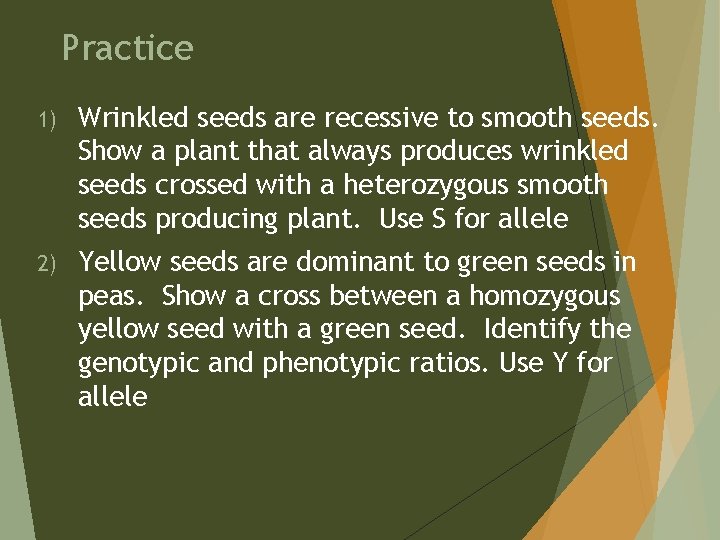Practice 1) Wrinkled seeds are recessive to smooth seeds. Show a plant that always