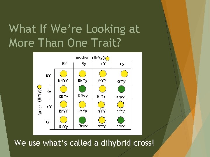 What If We’re Looking at More Than One Trait? We use what’s called a