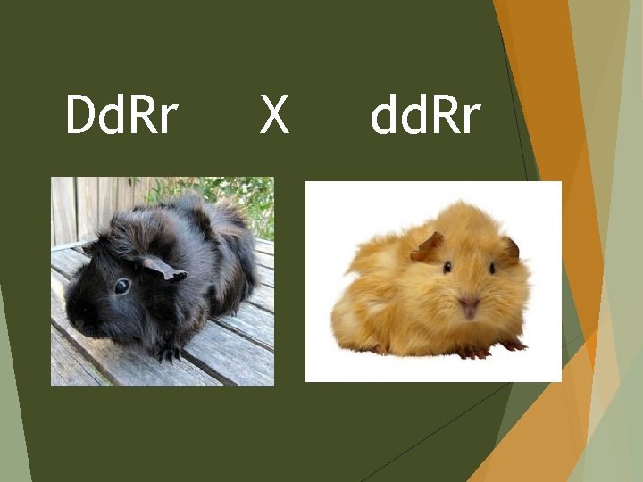 Dd. Rr X dd. Rr 