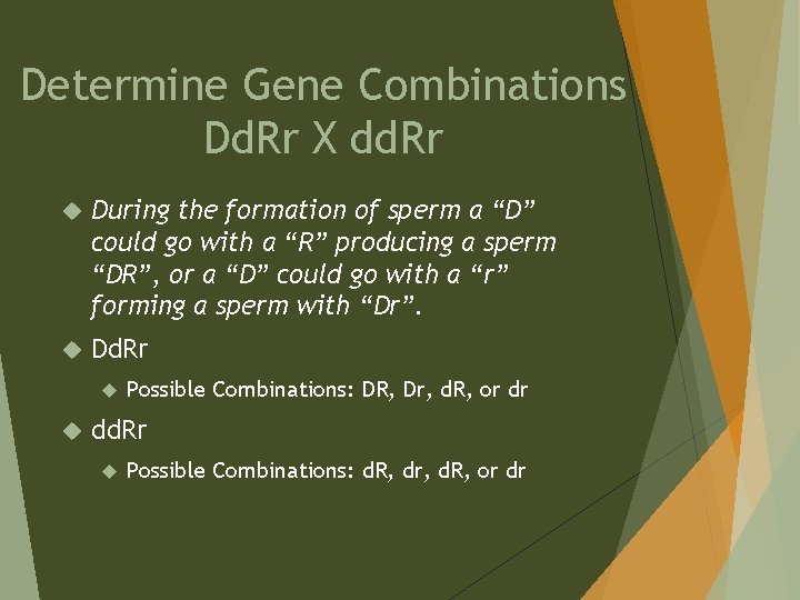 Determine Gene Combinations Dd. Rr X dd. Rr During the formation of sperm a