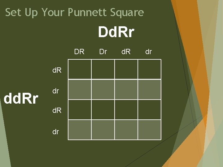 Set Up Your Punnett Square Dd. Rr DR d. R dd. Rr dr d.
