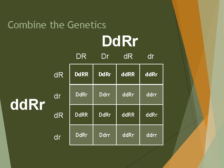 Combine the Genetics Dd. Rr dd. Rr DR Dr d. R dr d. R