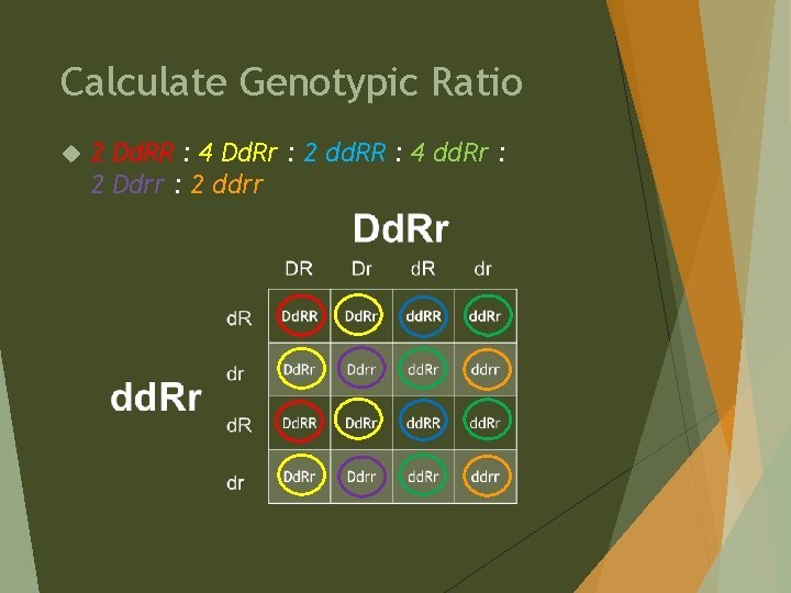 Calculate Genotypic Ratio 2 Dd. RR : 4 Dd. Rr : 2 dd. RR