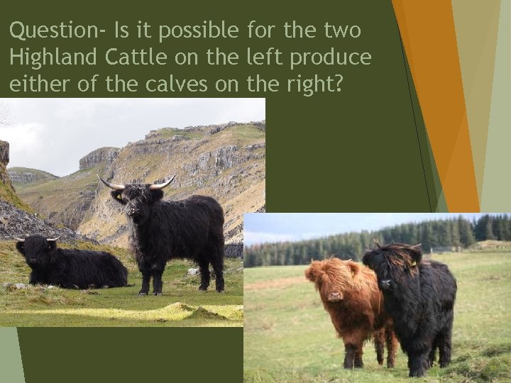 Question- Is it possible for the two Highland Cattle on the left produce either