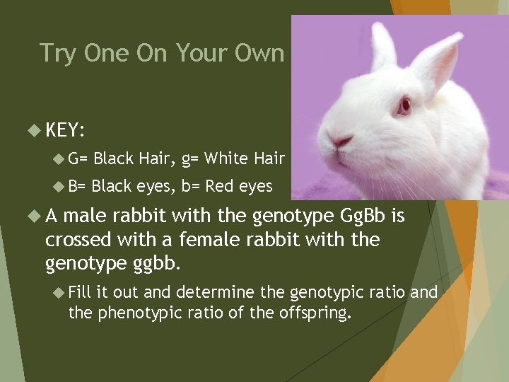 Try One On Your Own KEY: G= Black Hair, g= White Hair B= Black