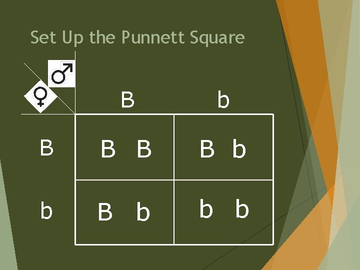 Set Up the Punnett Square B b B B b b b 