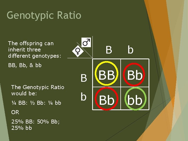 Genotypic Ratio The offspring can inherit three different genotypes: B BB, Bb, & bb