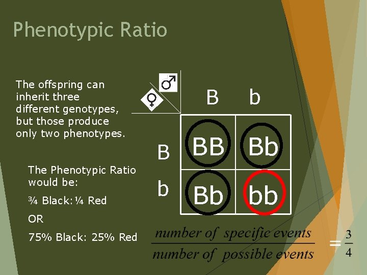 Phenotypic Ratio The offspring can inherit three different genotypes, but those produce only two