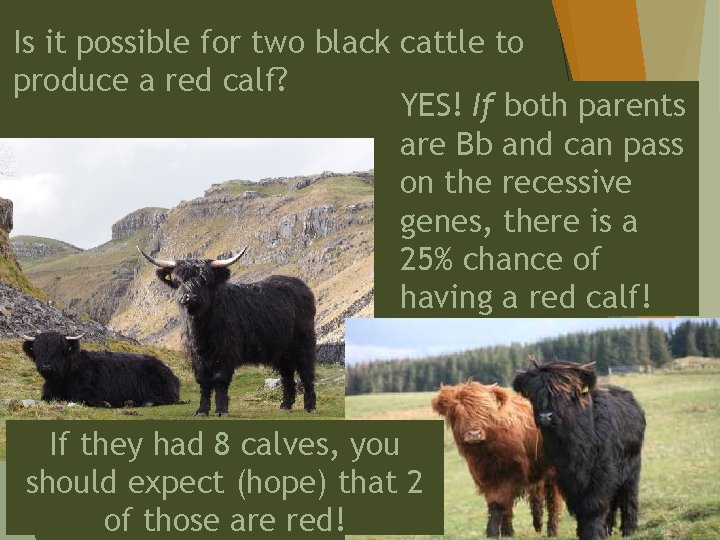 Is it possible for two black cattle to produce a red calf? YES! If