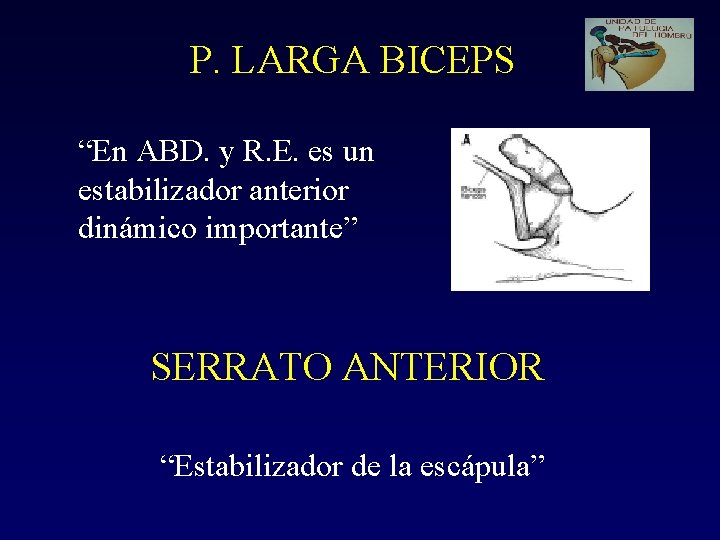 P. LARGA BICEPS “En ABD. y R. E. es un estabilizador anterior dinámico importante”