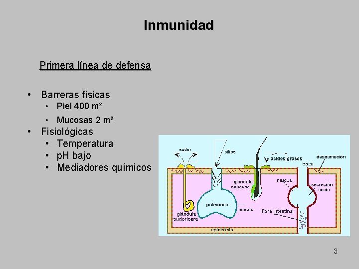 Inmunidad Primera línea de defensa • Barreras físicas • Piel 400 m² • Mucosas