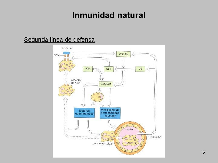 Inmunidad natural Segunda línea de defensa 6 