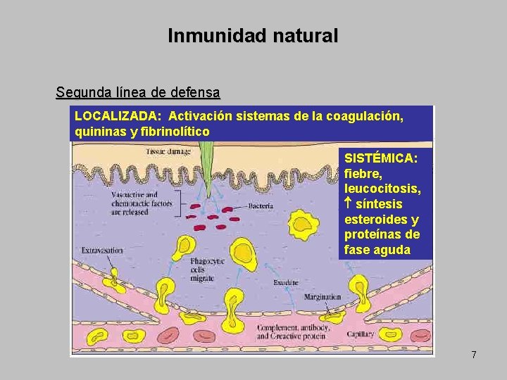 Inmunidad natural Segunda línea de defensa LOCALIZADA: Activación sistemas de la coagulación, quininas y
