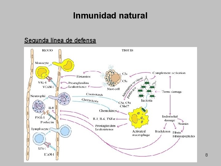 Inmunidad natural Segunda línea de defensa 8 