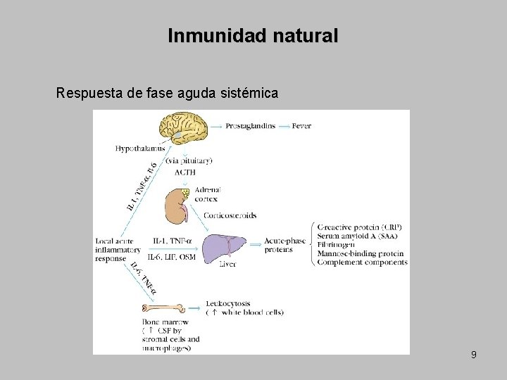 Inmunidad natural Respuesta de fase aguda sistémica 9 