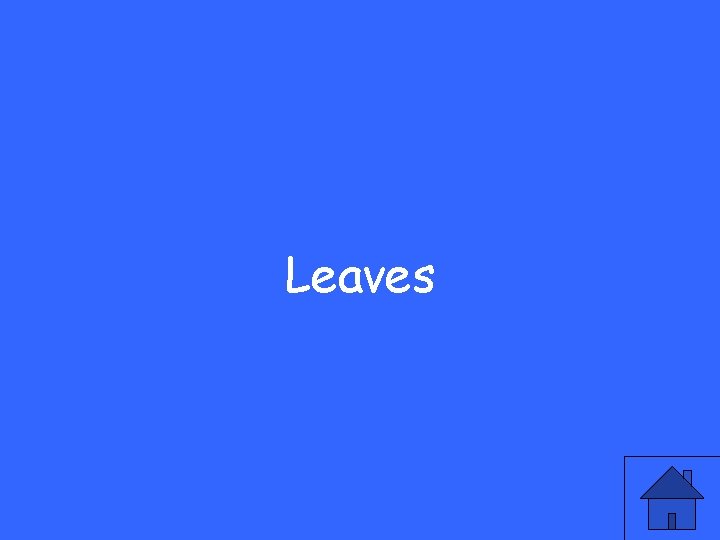 Leaves 