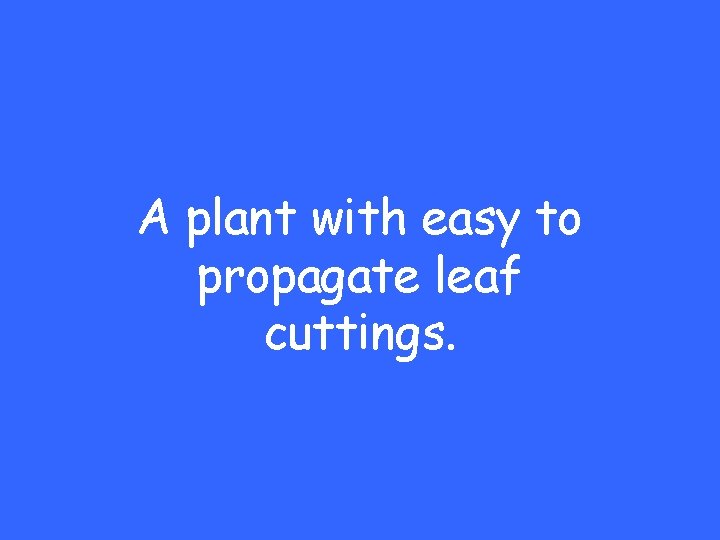 A plant with easy to propagate leaf cuttings. 