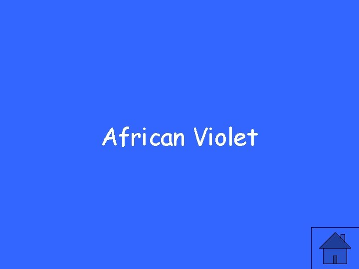 African Violet 
