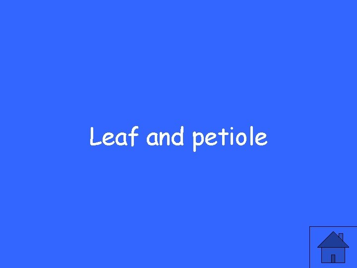Leaf and petiole 