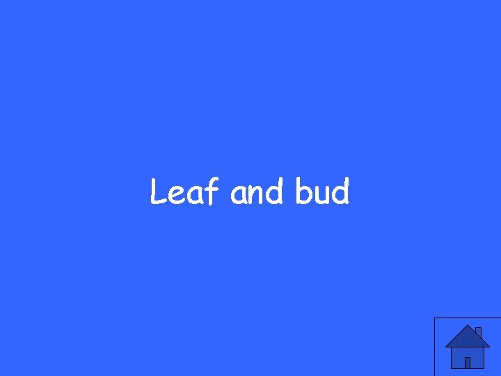 Leaf and bud 