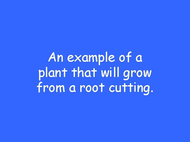 An example of a plant that will grow from a root cutting. 