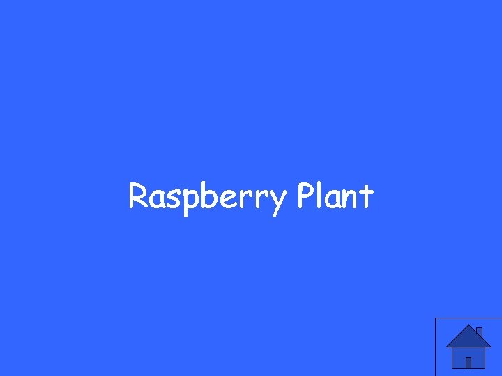 Raspberry Plant 