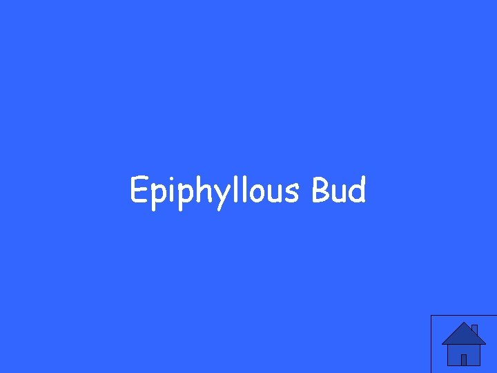 Epiphyllous Bud 