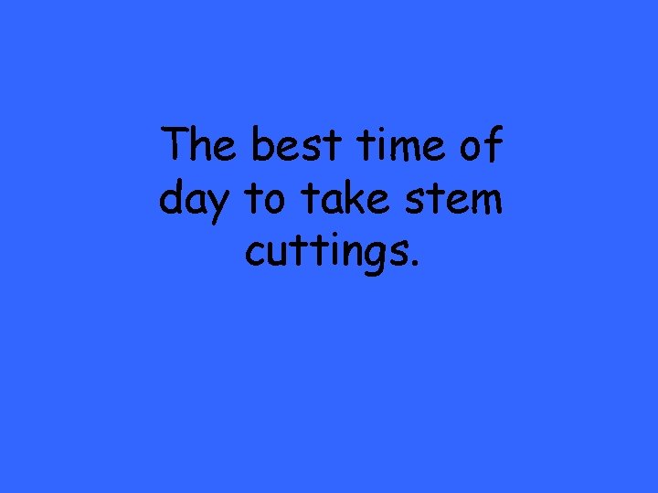 The best time of day to take stem cuttings. 
