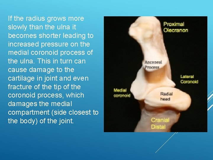 If the radius grows more slowly than the ulna it becomes shorter leading to
