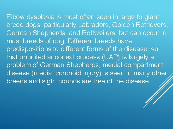 Elbow dysplasia is most often seen in large to giant breed dogs, particularly Labradors,