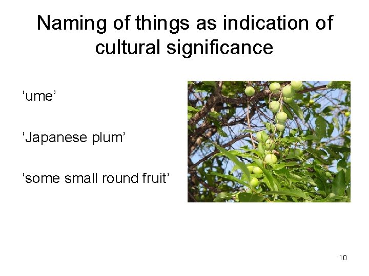 Naming of things as indication of cultural significance ‘ume’ ‘Japanese plum’ ‘some small round