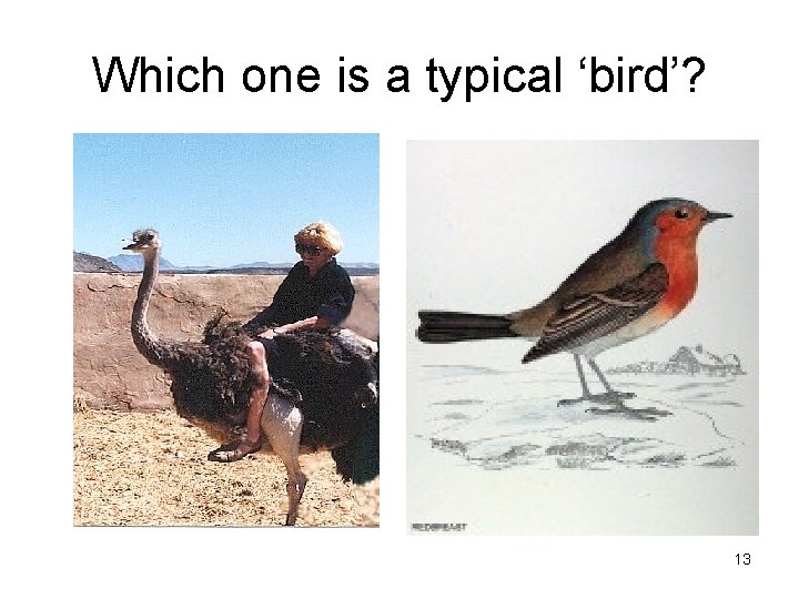 Which one is a typical ‘bird’? 13 