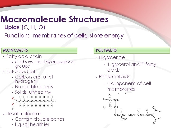 Macromolecule Structures Lipids (C, H, O) Function: membranes of cells, store energy MONOMERS •