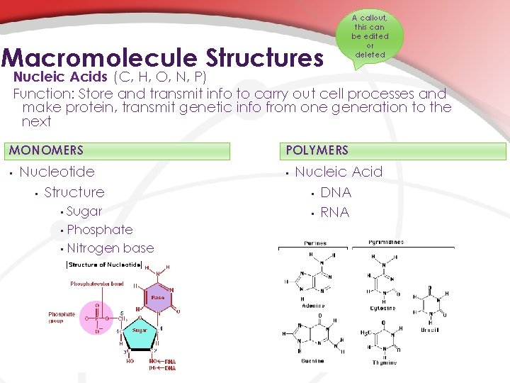 Macromolecule Structures A callout, this can be edited or deleted Nucleic Acids (C, H,