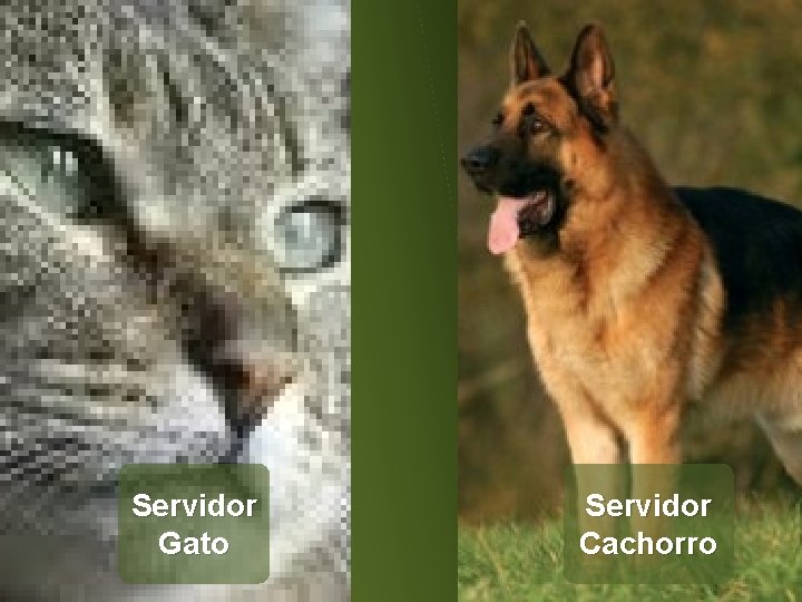 Servidor Gato Servidor Cachorro 